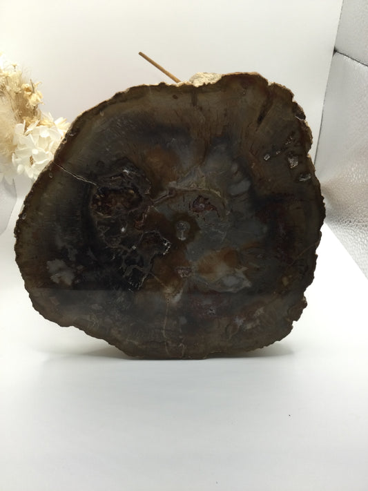 Petrified Wood Slab (SE3)