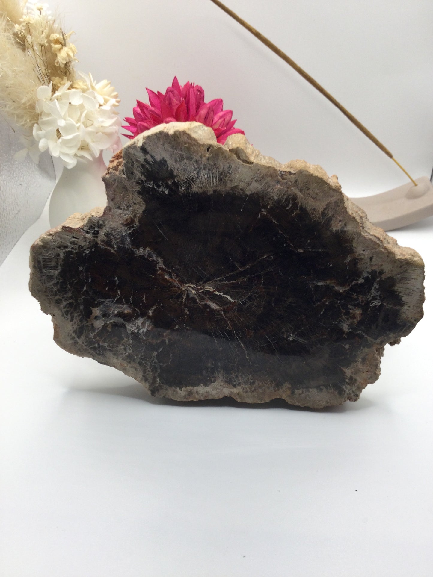 Petrified Wood Slab (SE1)