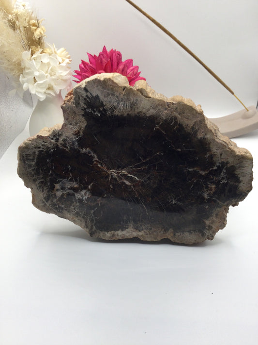 Petrified Wood Slab (SE1)