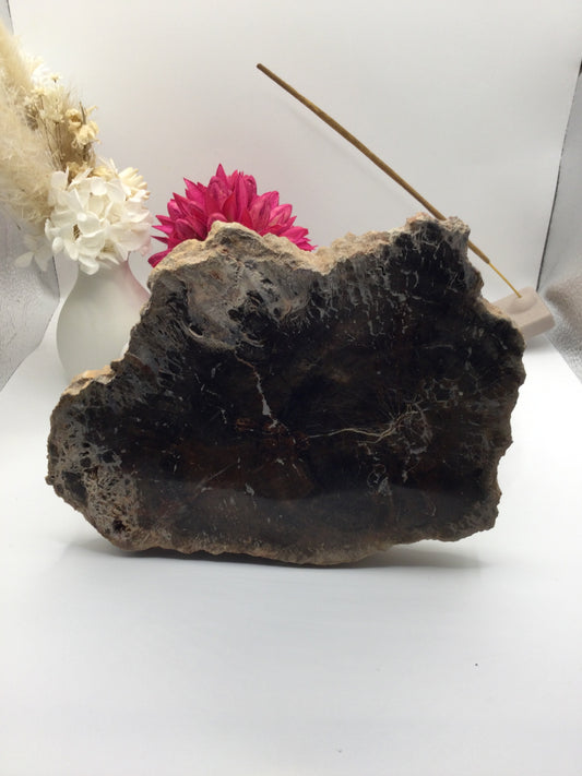 Petrified Wood Slab (SE2)